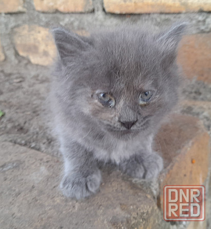 Срочно!! Красивые девочки котята в добрые руки!!! Донецк - изображение 4