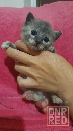 Срочно!! Красивые котята в добрые руки!!! Донецк - изображение 2
