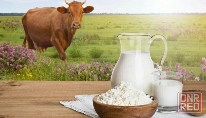 Продам дойную молочную корову Донецк - изображение 1