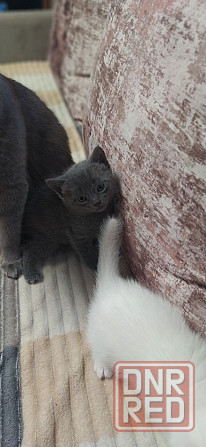 Котята британцы мальчик,девочка Донецк - изображение 2
