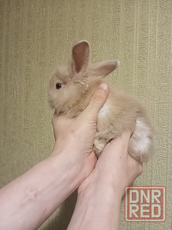 Декоративные крольчата Раннее бронирование Донецк - изображение 1