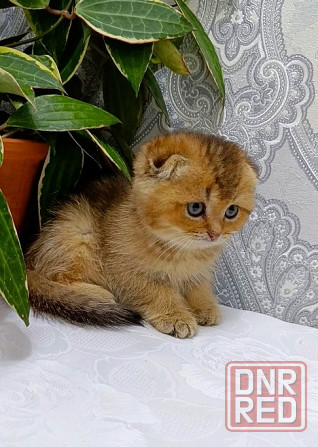 Золотой малыш Донецк - изображение 6