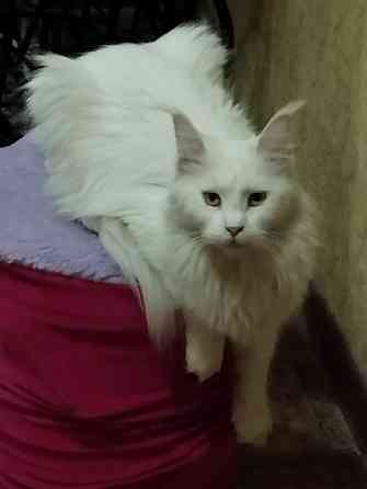 Мейн-кун, Мэин Кун, Мэйн-кун, Меинкун, Мейн кун Донецк