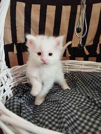 Мейн-кун, котята, Мэин Кун, Мэйн-кун, Меинкун, Мейн кун Донецк