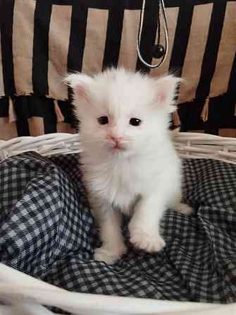 Мейн-кун, котята, Мэин Кун, Мэйн-кун, Меинкун, Мейн кун Донецк