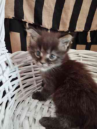 Мейн-кун, котята, Мэин Кун, Мэйн-кун, Меинкун, Мейн кун Донецк