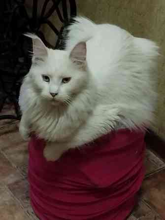 Мейн-кун, Мэин Кун, Мэйн-кун, Меинкун, Мейн кун Донецк