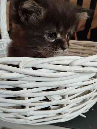 Мейн-кун, котята, Мэин Кун, Мэйн-кун, Меинкун, Мейн кун Донецк