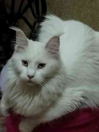 Мейн-кун, Мэин Кун, Мэйн-кун, Меинкун, Мейн кун Донецк