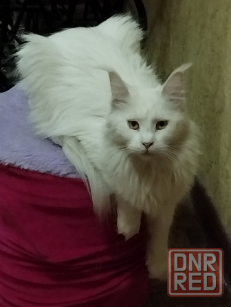 Мейн-кун, Мэин Кун, Мэйн-кун, Меинкун, Мейн кун Донецк - изображение 3