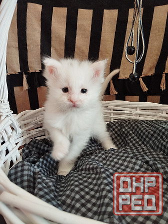 Мейн-кун, котята, Мэин Кун, Мэйн-кун, Меинкун, Мейн кун Донецк - изображение 3