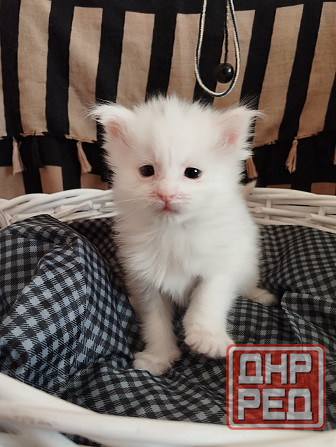 Мейн-кун, котята, Мэин Кун, Мэйн-кун, Меинкун, Мейн кун Донецк - изображение 4