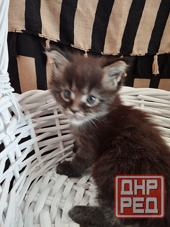 Мейн-кун, котята, Мэин Кун, Мэйн-кун, Меинкун, Мейн кун Донецк - изображение 6