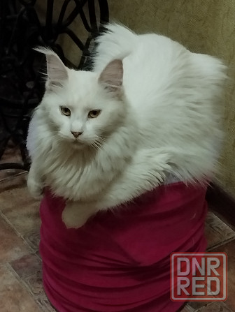 Мейн-кун, Мэин Кун, Мэйн-кун, Меинкун, Мейн кун Донецк - изображение 2