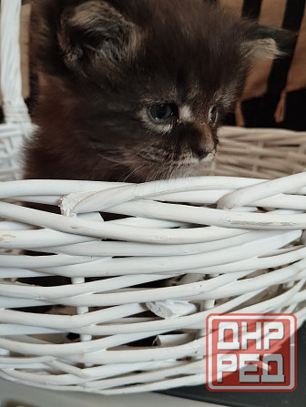 Мейн-кун, котята, Мэин Кун, Мэйн-кун, Меинкун, Мейн кун Донецк - изображение 5