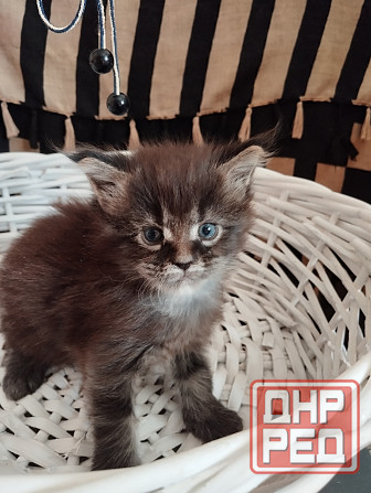 Мейн-кун, котята, Мэин Кун, Мэйн-кун, Меинкун, Мейн кун Донецк - изображение 7