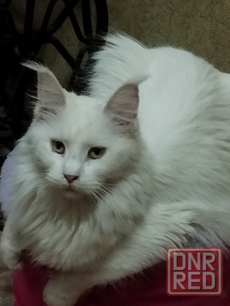 Мейн-кун, Мэин Кун, Мэйн-кун, Меинкун, Мейн кун Донецк - изображение 1