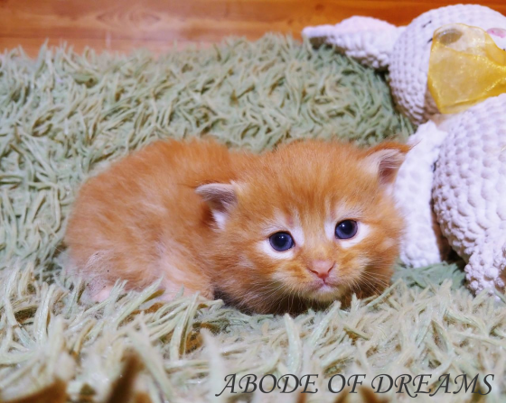 Котята породы мейн-кун Донецк