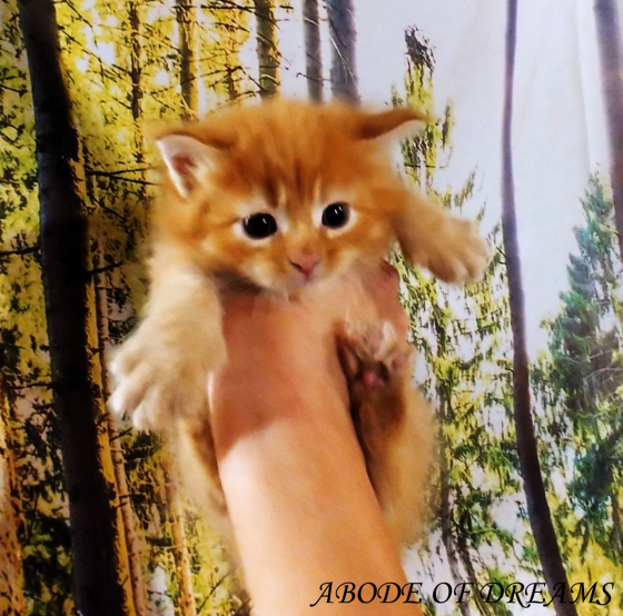 Котята породы мейн-кун Донецк