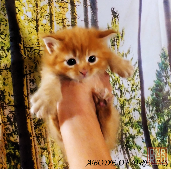 Котята породы мейн-кун Донецк - изображение 3