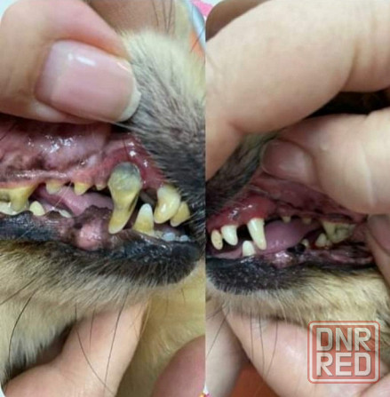 Стрижки собак и кошек Мариуполь - изображение 4
