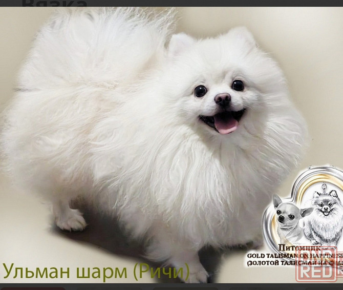 Белый кобель померанского шпица. Вязка Донецк - изображение 4