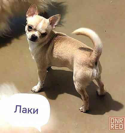 Вязка чихуахуа. Донецк
