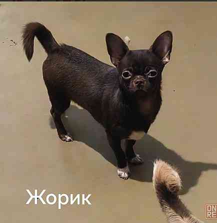 Шоколадный кобель чихуахуа. Вязка. Донецк