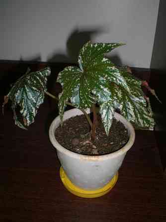 Бегония Грифон Донецк