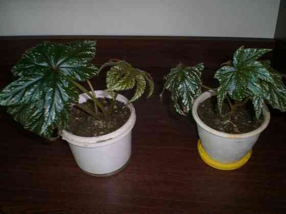 Бегония Грифон Донецк