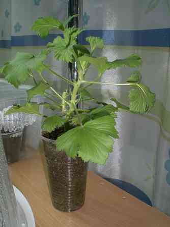 Бегония Грифон. Пеларгония королевская Бордо Донецк