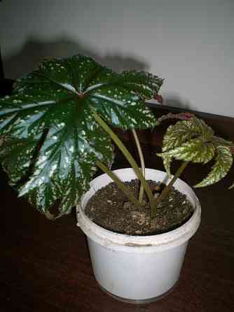 Бегония Грифон Донецк