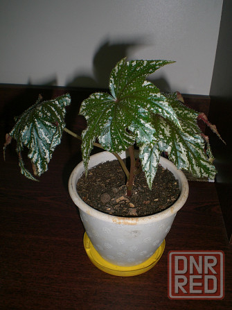 Бегония Грифон Донецк - изображение 2