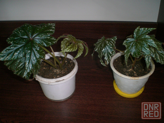 Бегония Грифон Донецк - изображение 3