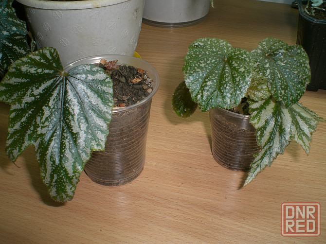 Бегония Грифон. Пеларгония королевская Бордо Донецк - изображение 4