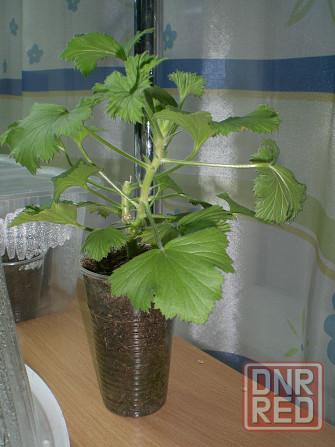 Бегония Грифон. Пеларгония королевская Бордо Донецк - изображение 5