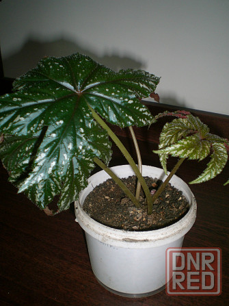 Бегония Грифон Донецк - изображение 1