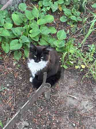 Котята в хорошие руки Макеевка