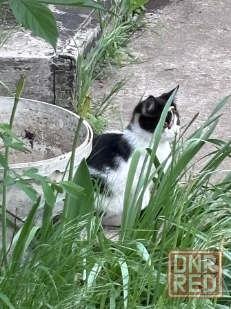 Котята в хорошие руки Макеевка - изображение 3