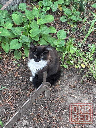 Котята в хорошие руки Макеевка - изображение 2