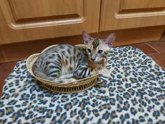Котенок бенгал с ориенталом Мариуполь
