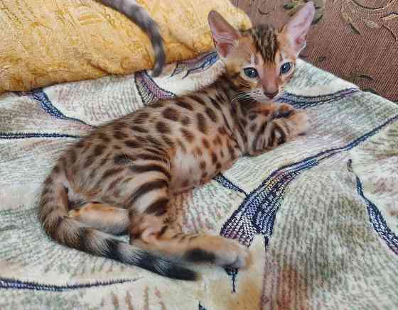 Котенок бенгал с ориенталом Мариуполь