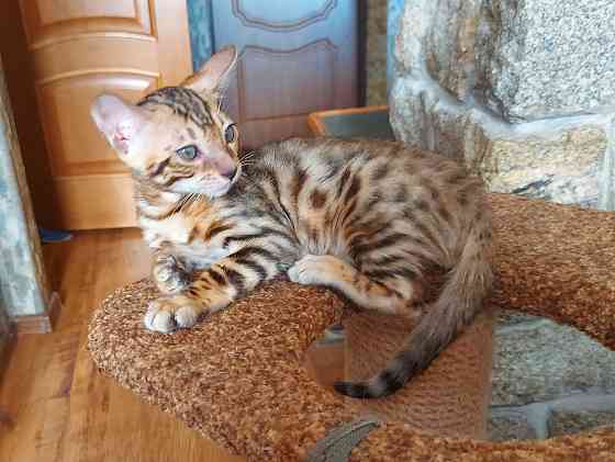 Котенок бенгал с ориенталом Мариуполь