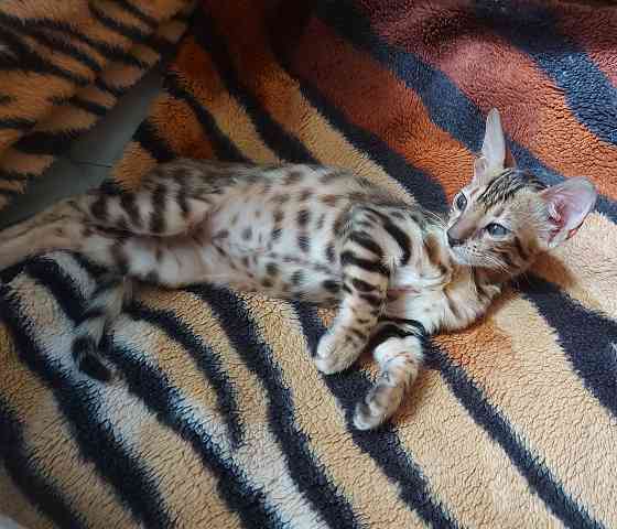 Котенок бенгал с ориенталом Мариуполь