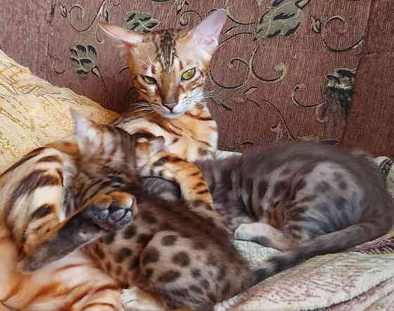 Котенок бенгал с ориенталом Мариуполь