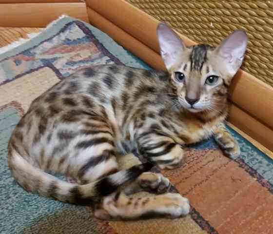 Котенок бенгал с ориенталом Мариуполь