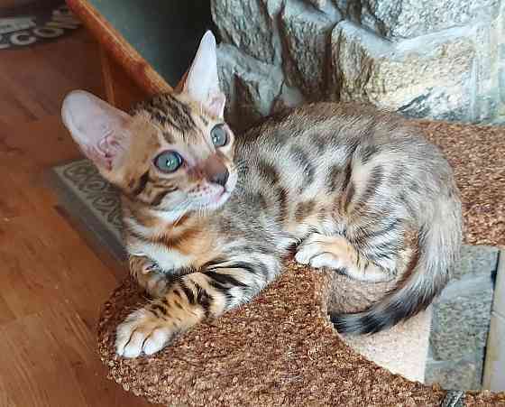 Котенок бенгал с ориенталом Мариуполь