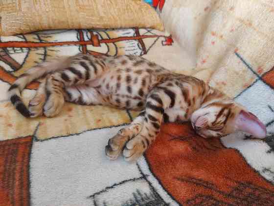 Котенок бенгал с ориенталом Мариуполь