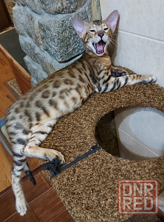 Котенок бенгал с ориенталом Мариуполь - изображение 2