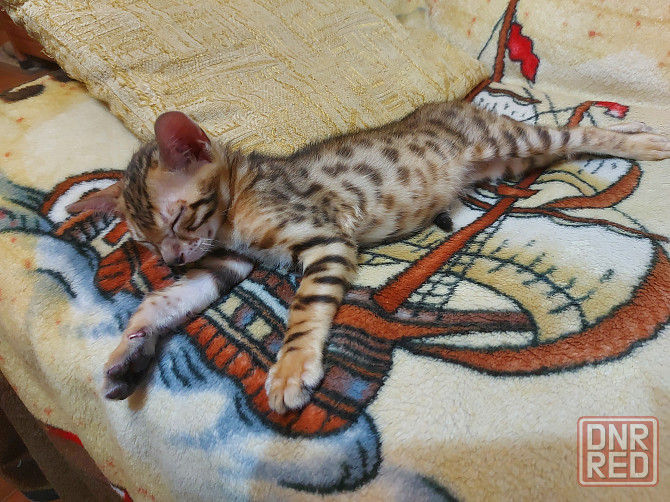 Котенок бенгал с ориенталом Мариуполь - изображение 2